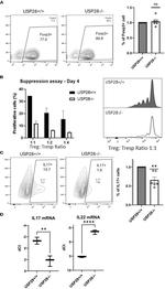 FOXP3 Antibody in Flow Cytometry (Flow)