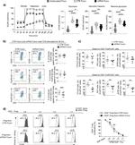 FOXP3 Antibody in Flow Cytometry (Flow)
