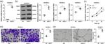 EGFL7 Antibody in Western Blot (WB)