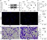 EGFL7 Antibody in Western Blot (WB)
