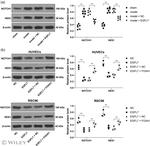 HES1 Antibody in Western Blot (WB)