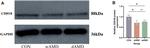 CDH18 Antibody in Western Blot (WB)