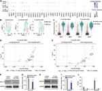 Pokemon (LRF) Antibody in Western Blot (WB)
