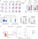 CD337 (NKp30) Antibody in Flow Cytometry (Flow)