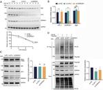 UFL1 Antibody in Western Blot (WB)
