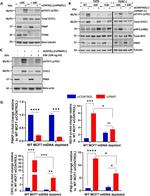 STAT1 Antibody in Western Blot (WB)