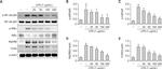IkB alpha Antibody in Western Blot (WB)