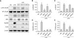 IkB alpha Antibody in Western Blot (WB)