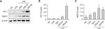 HMOX1 Antibody in Western Blot (WB)