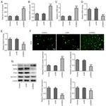 ACSL4 Antibody in Western Blot (WB)