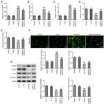 ACSL4 Antibody in Western Blot (WB)