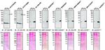 Midkine Antibody in Western Blot, Immunoprecipitation (WB, IP)
