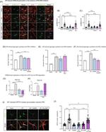 Torc2 Antibody in Immunohistochemistry (PFA fixed) (IHC (PFA))