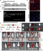 Endothelin B Receptor Antibody in Western Blot (WB)