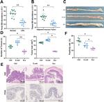 PCNA Antibody in Immunohistochemistry (IHC)