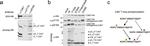 Phospho-CDK7 (Ser164) Antibody in Western Blot (WB)
