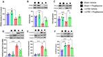 PPAR gamma Antibody in Western Blot (WB)