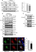 Phospho-FAK (Tyr397) Antibody in Western Blot (WB)