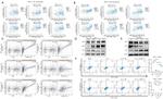 CD163 Antibody in Flow Cytometry (Flow)