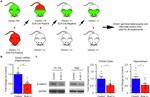 beta Catenin Antibody in Western Blot (WB)