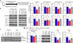 beta Catenin Antibody in Western Blot (WB)