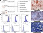 CD105 Antibody in Flow Cytometry (Flow)