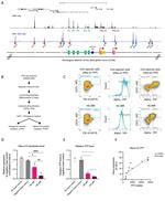 CD71 (Transferrin Receptor) Antibody in Flow Cytometry (Flow)