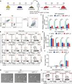 CD184 (CXCR4) Antibody in Flow Cytometry (Flow)