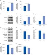 MURF1 Antibody in Western Blot (WB)