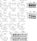 MXD1 Antibody in Western Blot (WB)