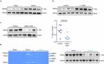 Factor XII Antibody in Western Blot (WB)