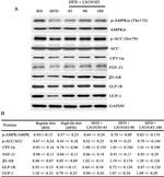 UCP1 Antibody in Western Blot (WB)