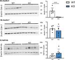 Claudin 7 Antibody in Western Blot (WB)