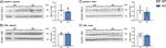 Claudin 2 Antibody in Western Blot (WB)