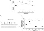 PPAR gamma Antibody in Western Blot (WB)