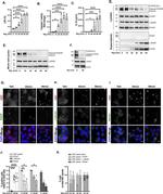 Pericentrin Antibody in Western Blot (WB)