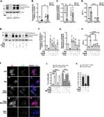 Pericentrin Antibody in Western Blot (WB)