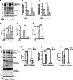 Pericentrin Antibody in Western Blot (WB)