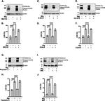 Pericentrin Antibody in Western Blot (WB)