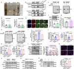 RIMKLA Antibody in Western Blot (WB)