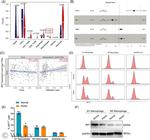 IRF7 Antibody in Flow Cytometry (Flow)
