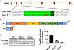 FKBP4 Antibody in Western Blot (WB)