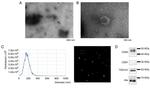 Alix Polyclonal Antibody