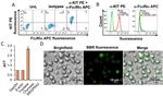 CD117 (c-Kit) Antibody in Flow Cytometry (Flow)