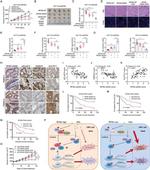RFNG Antibody in Immunohistochemistry (PFA fixed) (IHC (PFA))