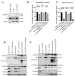 HMGA2 Antibody in Western Blot (WB)