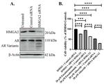 HMGA2 Antibody in Western Blot (WB)