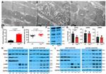 VDAC Antibody in Western Blot (WB)