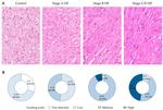 Osteopontin Antibody in Immunohistochemistry (Paraffin) (IHC (P))