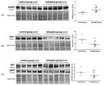 AVPR2 Antibody in Western Blot (WB)